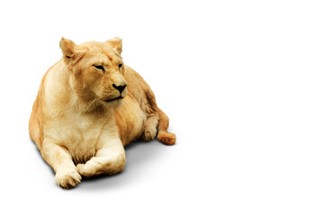 Regal Repose: Lioness on Transparent
