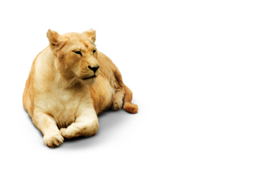 Regal Repose: Lioness on Transparent