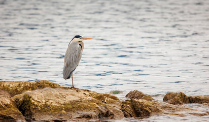 grey heron ardea cinerea at shoreline lake Zurich