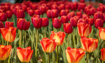 yellow red tulips in foreground, red tulips in background