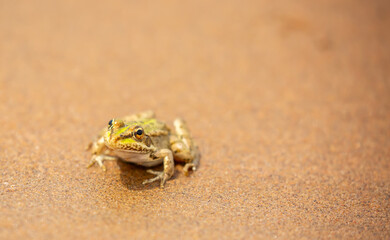 The frog sits on the sand on the shore of the lake. Beautiful wildlife landscape with place for text. The concept of protecting wildlife and ecology.