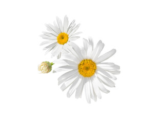 White Daisy (Marguerite). Chamomile