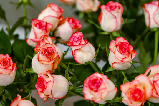 Red and white roses
