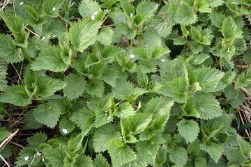 Nettles background. Green stinging nettles freshly grown in the spring