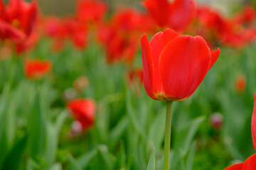 red flowers with green grass