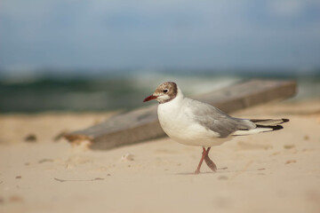 Black-headed gull, Chroicocephalus ridibundus walking on the beach, sand, waves and sea in the back