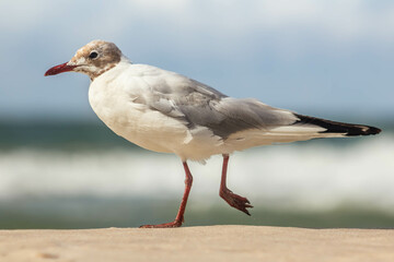 Black-headed gull, Chroicocephalus ridibundus walking on the beach, waves and sea in the back, close-up