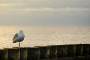 European herring gull, Larus argentatus standing on the wooden breakwater piles with the sea in the back