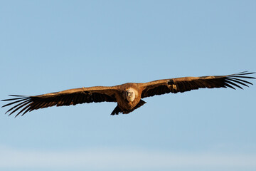Vista frontal de Gyps fulvus volando hacia cámara con fondo de cielo azul en Alcoi, España
