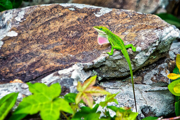 Little Green Lizard
