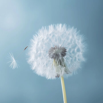 Whimsical Dandelion with Seeds Taking Flight on a Gentle Breeze, Symbolizing Wishes and Dreams Against a Calm Blue Sky