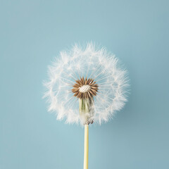 Perfectly Intact Dandelion Seed Head Isolated on Serene Blue Background, Symbol of Change and Persistence