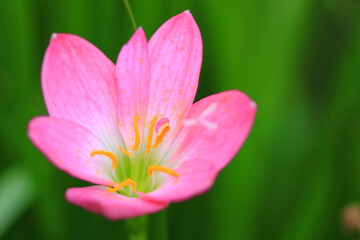 Fototapeta premium close up of zinnia elegans flowers pink blooms