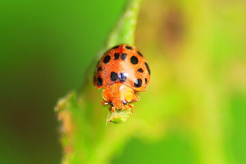 close up of ladybug (henosepilachna), macro photogaphy, insect, wildlife.