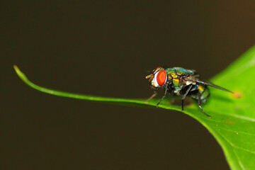 close up of green fly perched on leaf, macro photography, insect, wildlife.