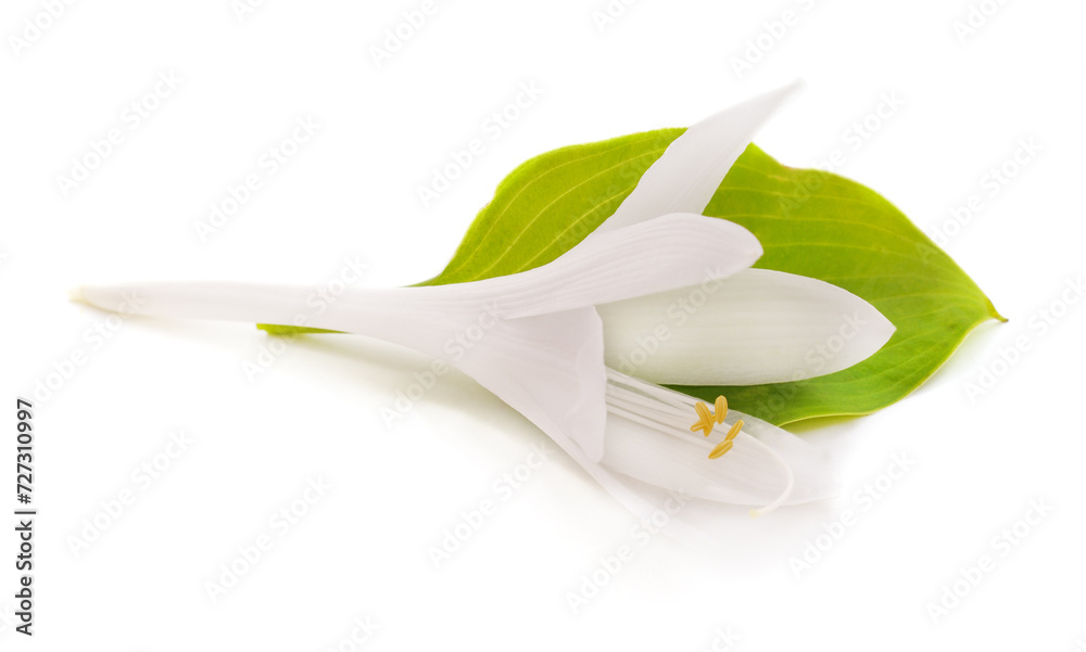 Canvas Prints White lily with a leaf.