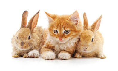 Kitten and rabbits.