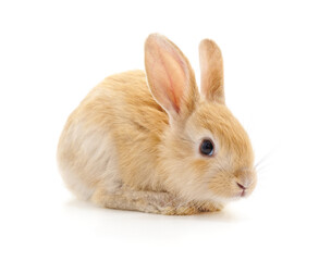 One red rabbit.