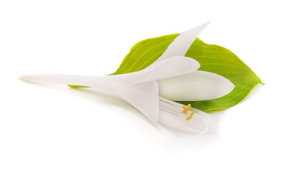 White lily with a leaf.