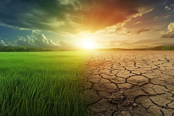 Rolgordijnen Field from green grass to thirsty. problem of global warming. Generative AI © alphaspirit
