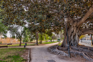 Valencia, Spain - January 1, 2024: Ancient trees along a former river bed in Valencia, Spain
