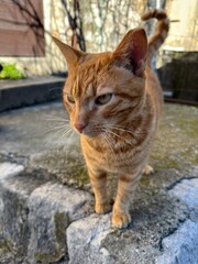 Ginger Cat in town stones wall Montenegro Kotor city