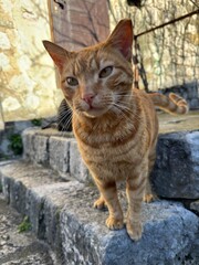 Ginger Cat in town stones wall Montenegro Kotor city