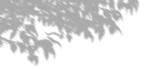 Tree branches leafy in sunlight and shadow on transparent backgrounds 3d rendering png