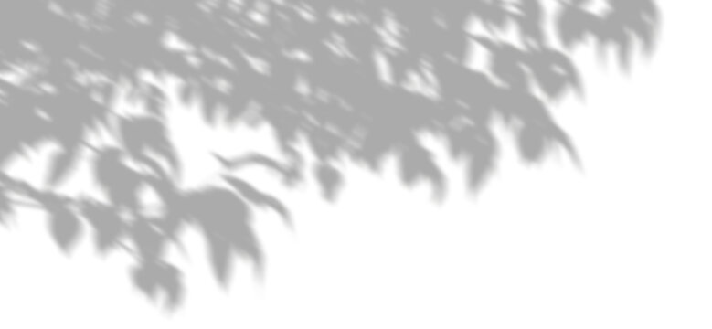 Tree branches leafy in sunlight and shadow on transparent backgrounds 3d rendering png © Krit