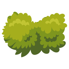 vector bush illustration