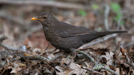 Turdus merula - Common blackbird - Merle noir