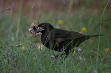 Turdus merula - Common blackbird - Merle noir