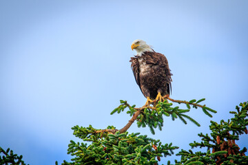 Bald Eagle (Haliaeetus leucocephalus) perched above Kalifornsky Beach in Alaska's Kenai Peninsula