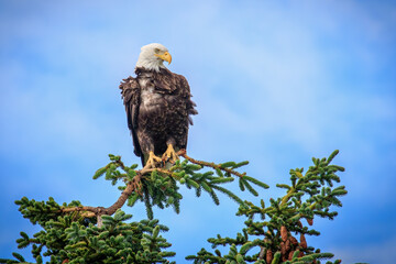 Bald Eagle (Haliaeetus leucocephalus) perched above Kalifornsky Beach in Alaska's Kenai Peninsula