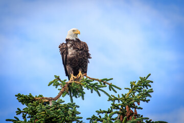 Bald Eagle (Haliaeetus leucocephalus) perched above Kalifornsky Beach in Alaska's Kenai Peninsula