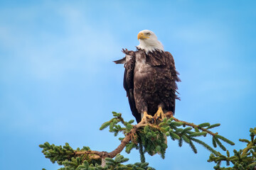 Bald Eagle (Haliaeetus leucocephalus) perched above Kalifornsky Beach in Alaska's Kenai Peninsula