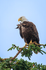 Bald Eagle (Haliaeetus leucocephalus) perched above Kalifornsky Beach in Alaska's Kenai Peninsula