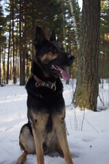 german shepherd dog on the snow