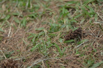 grass and pinecones on outdoor wallpaper