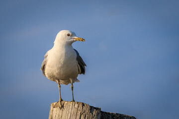 Herring Gull (Larus argentatus) perched on a post on a beach in Kenai, Alaska