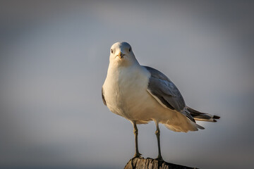 Herring Gull (Larus argentatus) perched on a post on a beach in Kenai, Alaska