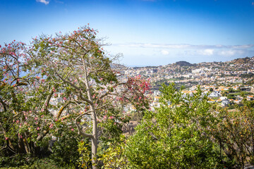 view from botanical garden in funchal, monte, madeira, jardim botanico madeira, garden, tropical...