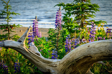 Driftwood and Flowers on the beach, Soldotna, Alaska