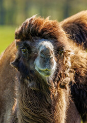 camel shedding in green field