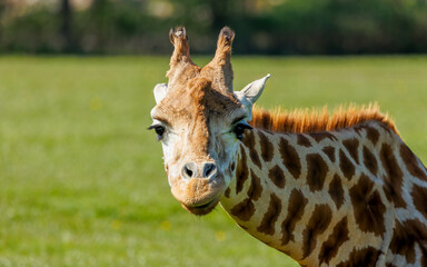 Fototapeta premium giraffe in grass eating trees