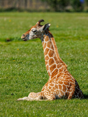 giraffe in grass eating trees