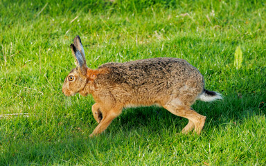 snowshoe summer rabbit in grass