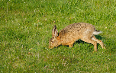 snowshoe summer rabbit in grass