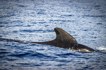Fototapeta premium fin of pilot whale, whale watching, madeira, funchal, portugal, europe, 