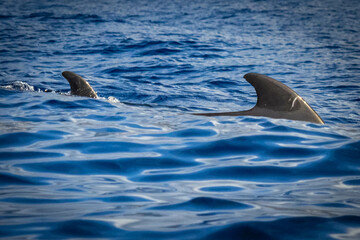 Fototapeta premium fin of pilot whale, whale watching, madeira, funchal, portugal, europe, 